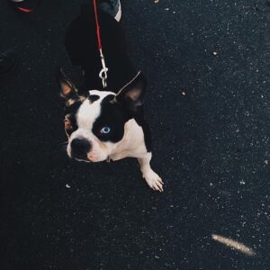 Alex Lange Instagram - i like small dogs and cool pictures