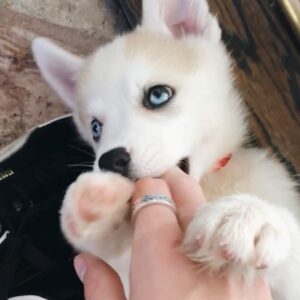 Alex Lange Instagram - settling the cats vs dogs debate for good with this old video of my puppy cairo