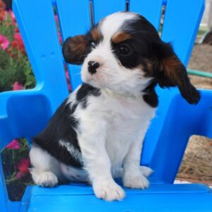Alex Lange Instagram - #fbf to when Whiskey was a #fab #puppy ! He hasn't changed...