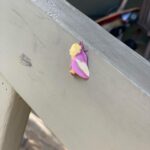 Alexandra Breckenridge Instagram - #quarantine Portrait of a moth.