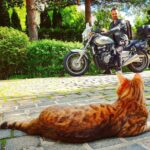 Alexey A. Petrukhin Instagram – ПО 1000 РУБ НА КАРТУ трём лучшим комментариям к этой фотке 👌 Моя подпись к этой фотографии с Королевой Марго такая: “…Вы когда-нибудь задумывались, какое имя дала Вам ваша кошка?” 😉 
#бенгал #кошки #котэ  #бенгальскиекошки #Марго #дикиекошки #байкер #бенгалы #bengal #bengalofinstagram #bengalcat #margocat #cat #catofinstagram #catoftheday #главныйкотик Гринфилд