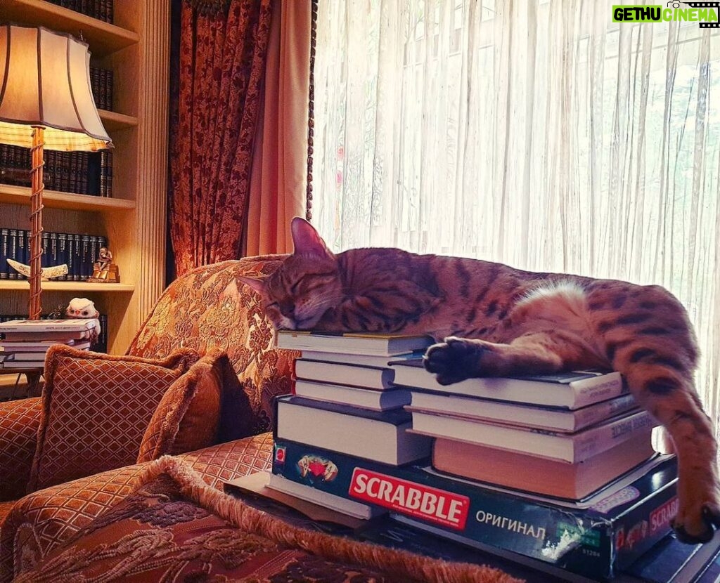 Alexey A. Petrukhin Instagram - #Bengalcat 👌 Те, кто читают, всегда будут управлять теми, кто только смотрит 🤷‍♂️ Знакомьтесь, это наша #хозяйка дома, у которой мы живём и на которую мы всей семьей работаем... Королева Марго в своей библиотеке 🤫 А у Вас как, разве не также? 🤔 #кошки #котэ #бенгалы #бенгальскиекошки #дикиекошки #Марго #главныйкотик #weekend #bengalcat #bengal #cat #bengalofinstagram #catofinstagram #catoftheday #margocat #библиотека #книги #scrabble Николина Гора
