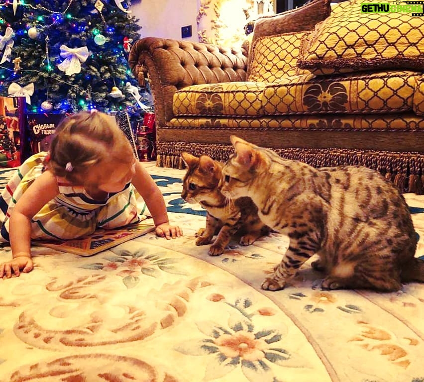 Alexey A. Petrukhin Instagram - #WhatsApp 😤 Сейчас что-то будет 🤦‍♂️ Три #кошки поспорили... Ариша, Марго и Фрося 🤭 Или как лучше назвать ситуацию? 🤔 #битватитанов #бенгал #дикиекошки #кошка #котэ #cat #catoftheday #бенгальскаякошка #bengal #bengalcat #дети #catofinstagram #бенгалы #главныйкотик Snegiri, Moskovskaya Oblast', Russia