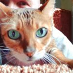Alexey A. Petrukhin Instagram – #Selfie 💥 Когда долго не был дома, а #кошки уже сами научились делать #селфи 🤦‍♂️ Всем хороших выходных, которых я тоже очень жду, потому что можно спокойно поработать 🤭 
#бенгалы #кошка #бенгальскаякошка #бенгальскаяпорода #зеленыеглаза #дикиекошки #Марго #bengalcat #catofinstagram #cat #catoftheday #catofin #bengal #margocat #bengalofinstagram Pavlovskaya Sloboda, Moskovskaya Oblast’, Russia