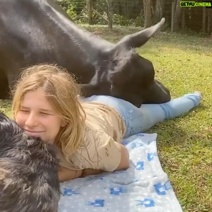 Alicia Silverstone Instagram - I want that cow to cuddle me! I wish my dog would do that to me. Pinto is so stuck up. 😂🤷🏼‍♀️ 📸 @santuarioamorquesalva