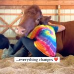 Alicia Silverstone Instagram – 🐮❤️🥰

🎥: @thegentlebarn