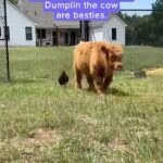 Alicia Silverstone Instagram - ❤️❤️ #Repost from @humankindvideos: This duck refuses to go swimming without his best friend- a mini cow named Dumplin. #bestfriends #GoodNews #cuteanimals