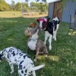 Alicia Silverstone Instagram - All the sweet kisses!