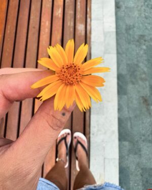 Alinne Rosa Instagram - pausa poética 🌼