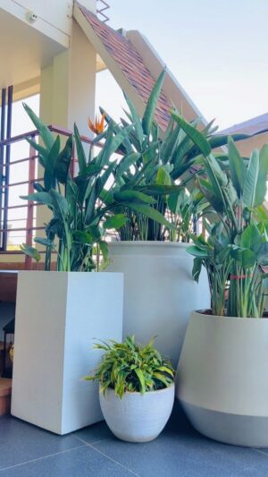 Alisha Rai Instagram - @mimachhadecor X @hotelmysticmountain Preparing for perfection with beautiful planters and more! ✨❤️ 
Located at perfect location to rejuvenate and simply enjoy life ✨Business Deliveries and Lunch day🥰