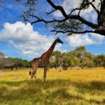 Aly Goni Instagram – Casela u have my heart 🥺❤️ 🐅🦁 🦜 🦓 🦒🦚

@caselamauritius 
@europamedia.ent 
@mauritius_india 

#leisurepark #caselamauritius
#MauritiusNow
#FeelOurIslandEnergy
#mauritiustourism