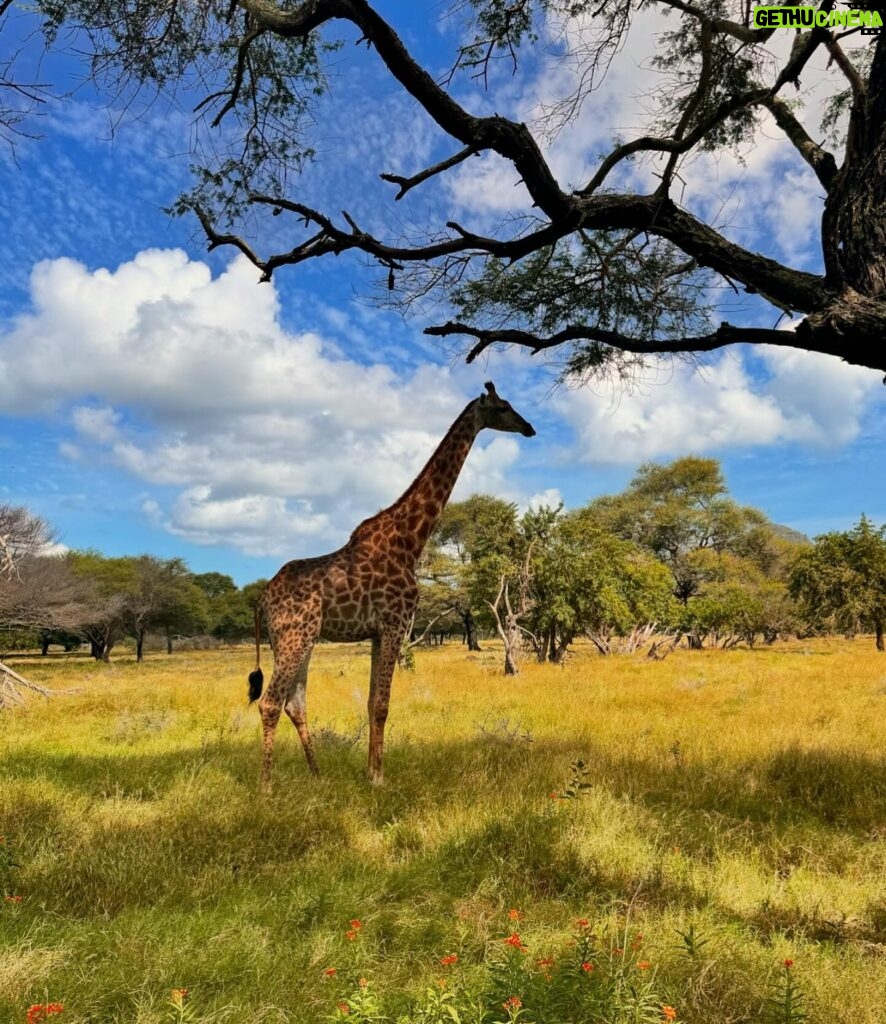 Aly Goni Instagram - Casela u have my heart 🥺❤️ 🐅🦁 🦜 🦓 🦒🦚 @caselamauritius @europamedia.ent @mauritius_india #leisurepark #caselamauritius #MauritiusNow #FeelOurIslandEnergy #mauritiustourism