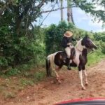 Amanda Nunes Instagram - 🐎 Foi bão demais da conta 🐎 This is my life 🐎 #montaria #pojuca 🇧🇷 @fazendalagoaverde