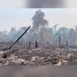 Amanda de Godoi Instagram - The Amazon rainforest is being destroyed. Losing the forest is a threat to biodiversity, the lives of Indigenous Peoples and traditional communities and to the global climate. @amandadegodoi shows more from her recent trip to the Amazon.