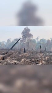 Amanda de Godoi Instagram - The Amazon rainforest is being destroyed. Losing the forest is a threat to biodiversity, the lives of Indigenous Peoples and traditional communities and to the global climate. @amandadegodoi shows more from her recent trip to the Amazon.