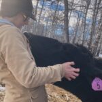Amber Marshall Instagram - Just some Saturday snuggles…. ❤️ Thanks Shay for taking these and for giving lots of snuggles to my big furry pup. I do believe cows give some of the best large animal cuddles of all. Especially #AmbersCowLily 🐮 📸 credit: @cashthequarterhorse and moi