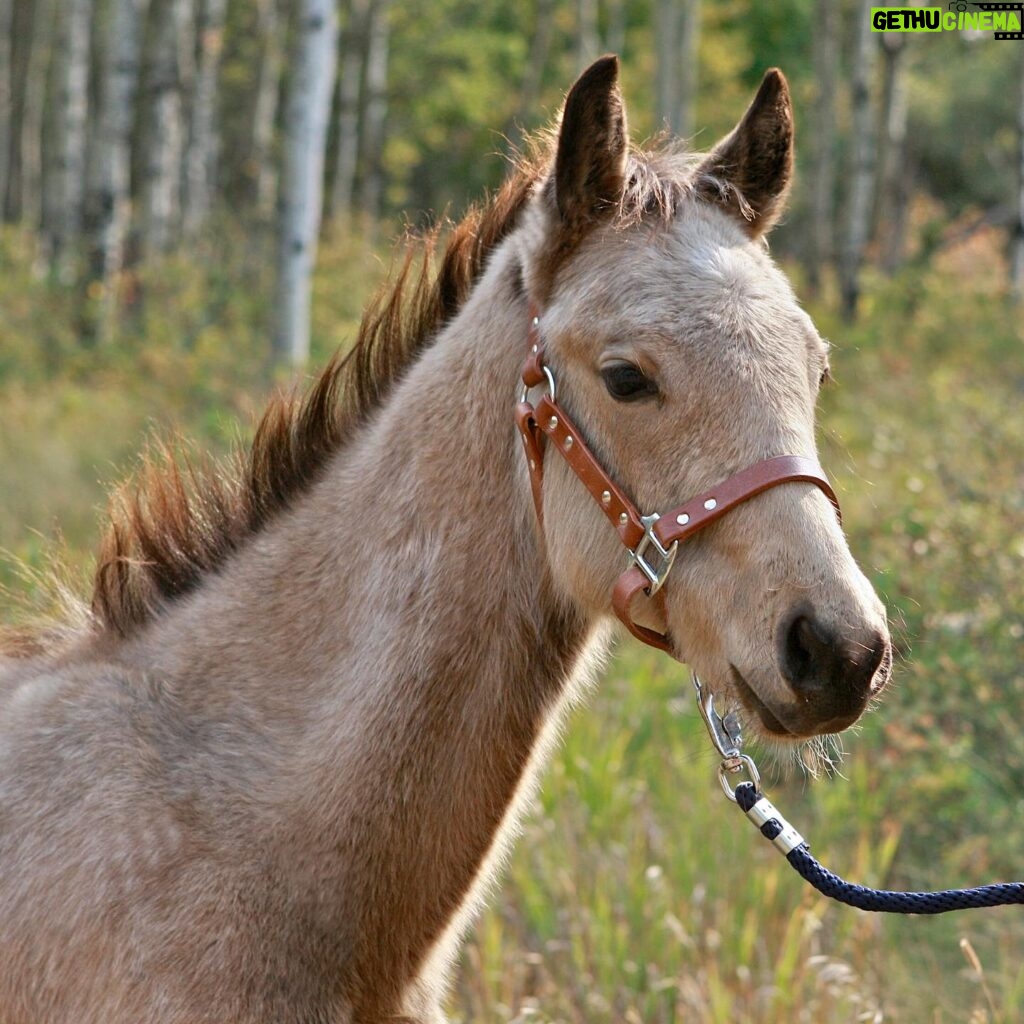 Amber Marshall Instagram - 🐴 Since my latest newsletter focussed on Cash the Quarter Horse and his mama Shay, I thought it was only fitting to add this special horse to my #MarshallSundayStory this week. Let’s go back to April 18, 2009 when a sweet little buckskin was born. I met him shortly after when his mom came to board at my home. Falling right in love I very quickly asked if this little colt was for sale. At the end of that summer when the boarded horses went home, Cash got to stay. This handsome guy and I had many adventures together over the next several years. He has always been an extra cuddly horse and excels with human attention. Most of the horses I’ve had are independent and flourish in the herd, even if I don’t have the time to spend with them regularly. Cash was different, he needed a human. My schedule filming Heartland is quite demanding, and I would find myself driving in late at night seeing Cash standing with his head hung over the fence, apart from the herd, watching me head to the house. I would try to go out to give him a cuddle as often as I could, but I knew he deserved someone who could devote more time to him. It was during one of these late night drives home from work that my friend Shay reached out, needing a listening ear. Her horse Montana was going in for surgery and wouldn’t be rideable for quite some time. She was pretty upset by the news. I’m a believer that things happen for a reason and situations present themselves at the right time. I knew in my gut this was the right place for Cash. At the time Shay lived in Ontario, so after she excitedly agreed, I loaded Cash up, and he made the journey east. These two bonded over the next many years, and had some great adventures themselves, but the most memorable of all, was when they packed up and both travelled west to answer a calling in Shays heart. Now I get to see the two of them regularly and continue our adventures together. You can hear more of their story on my newest addition of Rambling Rides on my YouTube channel. 🐴 📸 To see more Cash photos on Instagram click #AmberHorseCash And be sure to check out Shay’s account: @CashTheQuarterHorse