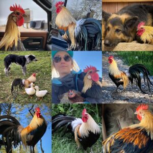 Amber Marshall Instagram - This week I decided to go with my main man of the chicken coop for my #MarshallSundayStory please put your hands together for, Phoenix the rooster. 

Phoenix is not just any ordinary rooster. Not only has he travelled across the country to star in a commercial, but he also has spent far more time living inside our home than your average farmyard bird. Phoenix was one of many chicks that I purchased in the spring of 2019. Being smaller in size, he was instantly targeted by the flock and picked on. One day, I went out to find him badly beaten by the other members of the coop. I scooped him up and decided that he needed to come spend some time in the house recovering. He became so comfortable in the house and friendly with us, he stayed far past his welcome. Over the next couple years Shawn and I moved and started building at our new property. We didn’t have a barn or a chicken coop so again, Phoenix (who at the time was the only bird we had) made himself at home, living in our little cabin. He would wander around the yard during the day, and in the nice summer months would sleep on our front porch. 

When winter came I set up an area for him in the cabin… but for those who have been around roosters, know that their early morning crowing can be deafening. We soon put a stop to this as our cabin is only one room and it echoed quite loudly each morning. 

By this time our barn was nearly finished anyway so I moved him to his own spot out there and purchased 4 Americana (a breed of laying hen) chicks to keep him company. 

Phoenix has been around for five years now and is definitely the king of his castle now. His 4 ladies are still doing well and we have since built them a coop of their own. This rooster has been more than just a bird to us and I thank him for being such a special member of our family. 

#AmbersRoosterPhoenix To view more Animal Stories click #MarshallSundayStory