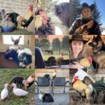 Amber Marshall Instagram - This week I decided to go with my main man of the chicken coop for my #MarshallSundayStory please put your hands together for, Phoenix the rooster. Phoenix is not just any ordinary rooster. Not only has he travelled across the country to star in a commercial, but he also has spent far more time living inside our home than your average farmyard bird. Phoenix was one of many chicks that I purchased in the spring of 2019. Being smaller in size, he was instantly targeted by the flock and picked on. One day, I went out to find him badly beaten by the other members of the coop. I scooped him up and decided that he needed to come spend some time in the house recovering. He became so comfortable in the house and friendly with us, he stayed far past his welcome. Over the next couple years Shawn and I moved and started building at our new property. We didn’t have a barn or a chicken coop so again, Phoenix (who at the time was the only bird we had) made himself at home, living in our little cabin. He would wander around the yard during the day, and in the nice summer months would sleep on our front porch. When winter came I set up an area for him in the cabin… but for those who have been around roosters, know that their early morning crowing can be deafening. We soon put a stop to this as our cabin is only one room and it echoed quite loudly each morning. By this time our barn was nearly finished anyway so I moved him to his own spot out there and purchased 4 Americana (a breed of laying hen) chicks to keep him company. Phoenix has been around for five years now and is definitely the king of his castle now. His 4 ladies are still doing well and we have since built them a coop of their own. This rooster has been more than just a bird to us and I thank him for being such a special member of our family. #AmbersRoosterPhoenix To view more Animal Stories click #MarshallSundayStory
