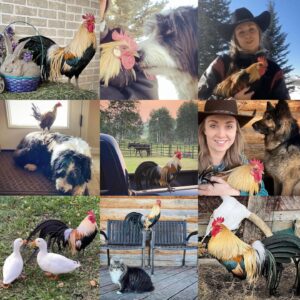Amber Marshall Instagram - This week I decided to go with my main man of the chicken coop for my #MarshallSundayStory please put your hands together for, Phoenix the rooster. 

Phoenix is not just any ordinary rooster. Not only has he travelled across the country to star in a commercial, but he also has spent far more time living inside our home than your average farmyard bird. Phoenix was one of many chicks that I purchased in the spring of 2019. Being smaller in size, he was instantly targeted by the flock and picked on. One day, I went out to find him badly beaten by the other members of the coop. I scooped him up and decided that he needed to come spend some time in the house recovering. He became so comfortable in the house and friendly with us, he stayed far past his welcome. Over the next couple years Shawn and I moved and started building at our new property. We didn’t have a barn or a chicken coop so again, Phoenix (who at the time was the only bird we had) made himself at home, living in our little cabin. He would wander around the yard during the day, and in the nice summer months would sleep on our front porch. 

When winter came I set up an area for him in the cabin… but for those who have been around roosters, know that their early morning crowing can be deafening. We soon put a stop to this as our cabin is only one room and it echoed quite loudly each morning. 

By this time our barn was nearly finished anyway so I moved him to his own spot out there and purchased 4 Americana (a breed of laying hen) chicks to keep him company. 

Phoenix has been around for five years now and is definitely the king of his castle now. His 4 ladies are still doing well and we have since built them a coop of their own. This rooster has been more than just a bird to us and I thank him for being such a special member of our family. 

#AmbersRoosterPhoenix To view more Animal Stories click #MarshallSundayStory