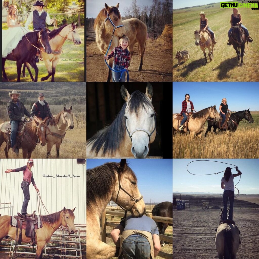 Amber Marshall Instagram - 🐴 Since my latest newsletter focussed on Cash the Quarter Horse and his mama Shay, I thought it was only fitting to add this special horse to my #MarshallSundayStory this week. Let’s go back to April 18, 2009 when a sweet little buckskin was born. I met him shortly after when his mom came to board at my home. Falling right in love I very quickly asked if this little colt was for sale. At the end of that summer when the boarded horses went home, Cash got to stay. This handsome guy and I had many adventures together over the next several years. He has always been an extra cuddly horse and excels with human attention. Most of the horses I’ve had are independent and flourish in the herd, even if I don’t have the time to spend with them regularly. Cash was different, he needed a human. My schedule filming Heartland is quite demanding, and I would find myself driving in late at night seeing Cash standing with his head hung over the fence, apart from the herd, watching me head to the house. I would try to go out to give him a cuddle as often as I could, but I knew he deserved someone who could devote more time to him. It was during one of these late night drives home from work that my friend Shay reached out, needing a listening ear. Her horse Montana was going in for surgery and wouldn’t be rideable for quite some time. She was pretty upset by the news. I’m a believer that things happen for a reason and situations present themselves at the right time. I knew in my gut this was the right place for Cash. At the time Shay lived in Ontario, so after she excitedly agreed, I loaded Cash up, and he made the journey east. These two bonded over the next many years, and had some great adventures themselves, but the most memorable of all, was when they packed up and both travelled west to answer a calling in Shays heart. Now I get to see the two of them regularly and continue our adventures together. You can hear more of their story on my newest addition of Rambling Rides on my YouTube channel. 🐴 📸 To see more Cash photos on Instagram click #AmberHorseCash And be sure to check out Shay’s account: @CashTheQuarterHorse