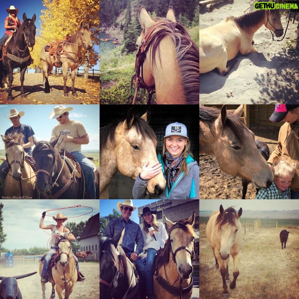 Amber Marshall Instagram - 🐴 Since my latest newsletter focussed on Cash the Quarter Horse and his mama Shay, I thought it was only fitting to add this special horse to my #MarshallSundayStory this week. Let’s go back to April 18, 2009 when a sweet little buckskin was born. I met him shortly after when his mom came to board at my home. Falling right in love I very quickly asked if this little colt was for sale. At the end of that summer when the boarded horses went home, Cash got to stay. This handsome guy and I had many adventures together over the next several years. He has always been an extra cuddly horse and excels with human attention. Most of the horses I’ve had are independent and flourish in the herd, even if I don’t have the time to spend with them regularly. Cash was different, he needed a human. My schedule filming Heartland is quite demanding, and I would find myself driving in late at night seeing Cash standing with his head hung over the fence, apart from the herd, watching me head to the house. I would try to go out to give him a cuddle as often as I could, but I knew he deserved someone who could devote more time to him. It was during one of these late night drives home from work that my friend Shay reached out, needing a listening ear. Her horse Montana was going in for surgery and wouldn’t be rideable for quite some time. She was pretty upset by the news. I’m a believer that things happen for a reason and situations present themselves at the right time. I knew in my gut this was the right place for Cash. At the time Shay lived in Ontario, so after she excitedly agreed, I loaded Cash up, and he made the journey east. These two bonded over the next many years, and had some great adventures themselves, but the most memorable of all, was when they packed up and both travelled west to answer a calling in Shays heart. Now I get to see the two of them regularly and continue our adventures together. You can hear more of their story on my newest addition of Rambling Rides on my YouTube channel. 🐴 📸 To see more Cash photos on Instagram click #AmberHorseCash And be sure to check out Shay’s account: @CashTheQuarterHorse