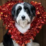 Amber Marshall Instagram - ❤️ Happy Heart Day!!! ❤️ #WhoWoreItBetter #KyrasDogBreezy #AmbersDogAutumn #AmbersDogRein #Valentines #BeMine #DogsOfInstagram