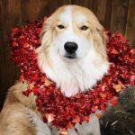 Amber Marshall Instagram - ❤️ Happy Heart Day!!! ❤️ #WhoWoreItBetter #KyrasDogBreezy #AmbersDogAutumn #AmbersDogRein #Valentines #BeMine #DogsOfInstagram