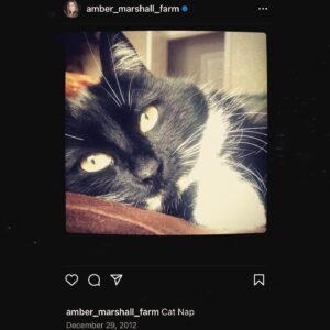 Amber Marshall Instagram - I recently passed the 1 Million followers mark on Instagram and it got me thinking about the content I’ve posted over the past 11 years… 
I have never been big on “selfies,” or photos of what I’m up to, but I do love sharing my farm, and the animal friends that adopt this space with us. 

The very first post I made on this account back in December 2012 was of our cat “Turner Valley” curled up on my bed. 📸 I had Shawn take this photo of me with her today to give an honourable mention to this sweet old kitty. 
“Turner Valley” was a stray I brought home in June of 2010. Heartland was filming in the town of Turner Valley and there was a litter of kittens born in an old storage shed in town. After confirming with the owners of the property that the cats were in fact strays… I set out on a mission that day to give one a good home. *For anyone out there who’s tried to catch eight-week-old untouched, stray kittens, it can be quite the challenge!! They are feisty little things and put up a good fight. After obtaining some thick leather gloves from our costume department I set out with a towel and was able to grab this little black and white hissing ball of fluff. I named her after the town she was born in, and took her home to begin gaining her trust. 
Turner has never been a cuddly cat, and prefers the company of dogs to humans or other cats, but for 14 years she has had a warm bed to sleep in and a full tummy. Her best friend was our old shepherd, Remi (yes from Heartland) who we brought home the same summer. They bonded instantly and Turner would always be the first to run to Remi and greet her, rubbing all over her and purring loudly. As soon as Remi found a good place to take a nap, Turner was there cuddled beside her. (Story too long for this post and continued in comments)

Thanks for reading this #MarshallSundayStory! Any requests for next weeks Animal Story? 😊

To see more photos and posts of Miss Turner Valley scroll through or click here: #AmbersCatTurner