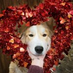 Amber Marshall Instagram - ❤️ Happy Heart Day!!! ❤️ #WhoWoreItBetter #KyrasDogBreezy #AmbersDogAutumn #AmbersDogRein #Valentines #BeMine #DogsOfInstagram