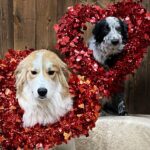 Amber Marshall Instagram - ❤️ Happy Heart Day!!! ❤️ #WhoWoreItBetter #KyrasDogBreezy #AmbersDogAutumn #AmbersDogRein #Valentines #BeMine #DogsOfInstagram