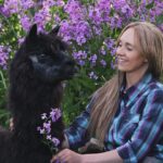Amber Marshall Instagram - #MarshallSundayStory: Last week I told you the story of how my cat Turner came to live with me. This week, (after many requests) we will learn more about #BettyTheAlpaca who lived with us for a decade before she crossed the rainbow bridge. It was the summer of 2013 and I was at a ranch with my friend @KatieConnolley looking at some horses that were for sale. There was a lone alpaca there, so asked what her story was. The owner said he didn’t know how old she was, or much about her, as she had been left behind from a previous herd. He then said, “If you want her she’s yours.” I had no experience with llamas or alpacas but something about her just made me want to bring her home. She was not tame, and we had to wrangle her into a small pen, then rope and tackle her. I put an old t-shirt over her face to keep her calm, then we lifted her into the backseat of my truck - we hadn’t brought a trailer, so I sat holding her while my friend Katie drove us home (see last photo that was taken when we arrived home). I decided to turn her out with my cows so she wasn’t alone, and instantly she loped over to the young calves and started grooming them. She became Nanny Betty from then on. She took her job so seriously she would never let the calves out of her sight. My moma cows began trusting Betty, and would leave their calves with her for hours while they went out further to graze. Over the years Betty really warmed up to me. She even learned how to be haltered and walk nicely while being led. I miss Betty, as do my cows, and I’m not sure I will ever find another alpaca like her. ❤️ 🦙 Story too long for this post, I have continued in the comments. See more of Betty on Instagram here: #BettyTheAlpaca