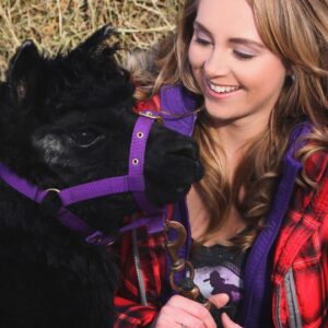 Amber Marshall Instagram - #MarshallSundayStory: Last week I told you the story of how my cat Turner came to live with me. This week, (after many requests) we will learn more about #BettyTheAlpaca who lived with us for a decade before she crossed the rainbow bridge. 

It was the summer of 2013 and I was at a ranch with my friend @KatieConnolley looking at some horses that were for sale. There was a lone alpaca there, so asked what her story was. The owner said he didn’t know how old she was, or much about her, as she had been left behind from a previous herd. He then said, “If you want her she’s yours.” 

I had no experience with llamas or alpacas but something about her just made me want to bring her home. She was not tame, and we had to wrangle her into a small pen, then rope and tackle her. I put an old t-shirt over her face to keep her calm, then we lifted her into the backseat of my truck - we hadn’t brought a trailer, so I sat holding her while my friend Katie drove us home (see last photo that was taken when we arrived home). 

I decided to turn her out with my cows so she wasn’t alone, and instantly she loped over to the young calves and started grooming them. She became Nanny Betty from then on. She took her job so seriously she would never let the calves out of her sight. My moma cows began trusting Betty, and would leave their calves with her for hours while they went out further to graze. 
Over the years Betty really warmed up to me. She even learned how to be haltered and walk nicely while being led. I miss Betty, as do my cows, and I’m not sure I will ever find another alpaca like her. ❤️

🦙 Story too long for this post, I have continued in the comments. 

See more of Betty on Instagram here: #BettyTheAlpaca