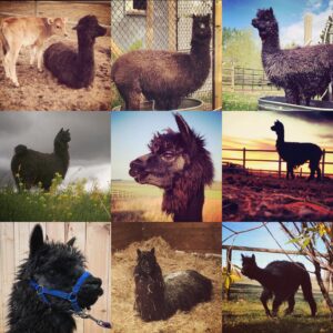 Amber Marshall Instagram - #MarshallSundayStory: Last week I told you the story of how my cat Turner came to live with me. This week, (after many requests) we will learn more about #BettyTheAlpaca who lived with us for a decade before she crossed the rainbow bridge. 

It was the summer of 2013 and I was at a ranch with my friend @KatieConnolley looking at some horses that were for sale. There was a lone alpaca there, so asked what her story was. The owner said he didn’t know how old she was, or much about her, as she had been left behind from a previous herd. He then said, “If you want her she’s yours.” 

I had no experience with llamas or alpacas but something about her just made me want to bring her home. She was not tame, and we had to wrangle her into a small pen, then rope and tackle her. I put an old t-shirt over her face to keep her calm, then we lifted her into the backseat of my truck - we hadn’t brought a trailer, so I sat holding her while my friend Katie drove us home (see last photo that was taken when we arrived home). 

I decided to turn her out with my cows so she wasn’t alone, and instantly she loped over to the young calves and started grooming them. She became Nanny Betty from then on. She took her job so seriously she would never let the calves out of her sight. My moma cows began trusting Betty, and would leave their calves with her for hours while they went out further to graze. 
Over the years Betty really warmed up to me. She even learned how to be haltered and walk nicely while being led. I miss Betty, as do my cows, and I’m not sure I will ever find another alpaca like her. ❤️

🦙 Story too long for this post, I have continued in the comments. 

See more of Betty on Instagram here: #BettyTheAlpaca