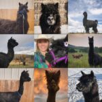 Amber Marshall Instagram - #MarshallSundayStory: Last week I told you the story of how my cat Turner came to live with me. This week, (after many requests) we will learn more about #BettyTheAlpaca who lived with us for a decade before she crossed the rainbow bridge. It was the summer of 2013 and I was at a ranch with my friend @KatieConnolley looking at some horses that were for sale. There was a lone alpaca there, so asked what her story was. The owner said he didn’t know how old she was, or much about her, as she had been left behind from a previous herd. He then said, “If you want her she’s yours.” I had no experience with llamas or alpacas but something about her just made me want to bring her home. She was not tame, and we had to wrangle her into a small pen, then rope and tackle her. I put an old t-shirt over her face to keep her calm, then we lifted her into the backseat of my truck - we hadn’t brought a trailer, so I sat holding her while my friend Katie drove us home (see last photo that was taken when we arrived home). I decided to turn her out with my cows so she wasn’t alone, and instantly she loped over to the young calves and started grooming them. She became Nanny Betty from then on. She took her job so seriously she would never let the calves out of her sight. My moma cows began trusting Betty, and would leave their calves with her for hours while they went out further to graze. Over the years Betty really warmed up to me. She even learned how to be haltered and walk nicely while being led. I miss Betty, as do my cows, and I’m not sure I will ever find another alpaca like her. ❤️ 🦙 Story too long for this post, I have continued in the comments. See more of Betty on Instagram here: #BettyTheAlpaca