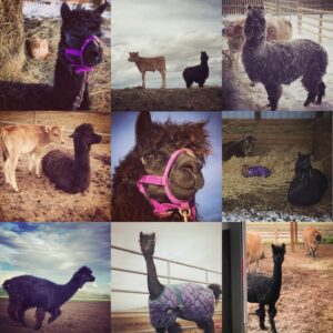 Amber Marshall Instagram - #MarshallSundayStory: Last week I told you the story of how my cat Turner came to live with me. This week, (after many requests) we will learn more about #BettyTheAlpaca who lived with us for a decade before she crossed the rainbow bridge. 

It was the summer of 2013 and I was at a ranch with my friend @KatieConnolley looking at some horses that were for sale. There was a lone alpaca there, so asked what her story was. The owner said he didn’t know how old she was, or much about her, as she had been left behind from a previous herd. He then said, “If you want her she’s yours.” 

I had no experience with llamas or alpacas but something about her just made me want to bring her home. She was not tame, and we had to wrangle her into a small pen, then rope and tackle her. I put an old t-shirt over her face to keep her calm, then we lifted her into the backseat of my truck - we hadn’t brought a trailer, so I sat holding her while my friend Katie drove us home (see last photo that was taken when we arrived home). 

I decided to turn her out with my cows so she wasn’t alone, and instantly she loped over to the young calves and started grooming them. She became Nanny Betty from then on. She took her job so seriously she would never let the calves out of her sight. My moma cows began trusting Betty, and would leave their calves with her for hours while they went out further to graze. 
Over the years Betty really warmed up to me. She even learned how to be haltered and walk nicely while being led. I miss Betty, as do my cows, and I’m not sure I will ever find another alpaca like her. ❤️

🦙 Story too long for this post, I have continued in the comments. 

See more of Betty on Instagram here: #BettyTheAlpaca