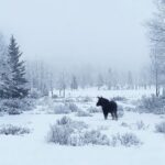 Amber Marshall Instagram - It’s been foggy for two days, but the beauty still shines through. ❄️ #Moose #AlbertaWinter #AlbertaWildlife #WinterFog