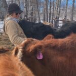Amber Marshall Instagram - Just some Saturday snuggles…. ❤️ Thanks Shay for taking these and for giving lots of snuggles to my big furry pup. I do believe cows give some of the best large animal cuddles of all. Especially #AmbersCowLily 🐮 📸 credit: @cashthequarterhorse and moi