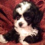 Amiyah Scott Instagram - For my 20th birthday I got a puppy, a teacup poodle, that turned out to be so much more than a pet. Bridgette was a person. If you knew her, you know what I mean. The funniest little dog I’ve ever met; my baby. 😔❤️ B was there for everything! I grew up with her, I found myself with her and sometimes she was all I had. I will remember you forever. I love you Bridgette. Rest In Peace my babygirl. She would’ve been 12 years old in a week 💔