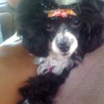 Amiyah Scott Instagram - For my 20th birthday I got a puppy, a teacup poodle, that turned out to be so much more than a pet. Bridgette was a person. If you knew her, you know what I mean. The funniest little dog I’ve ever met; my baby. 😔❤️ B was there for everything! I grew up with her, I found myself with her and sometimes she was all I had. I will remember you forever. I love you Bridgette. Rest In Peace my babygirl. She would’ve been 12 years old in a week 💔