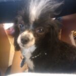 Amiyah Scott Instagram - For my 20th birthday I got a puppy, a teacup poodle, that turned out to be so much more than a pet. Bridgette was a person. If you knew her, you know what I mean. The funniest little dog I’ve ever met; my baby. 😔❤️ B was there for everything! I grew up with her, I found myself with her and sometimes she was all I had. I will remember you forever. I love you Bridgette. Rest In Peace my babygirl. She would’ve been 12 years old in a week 💔