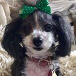 Amiyah Scott Instagram - For my 20th birthday I got a puppy, a teacup poodle, that turned out to be so much more than a pet. Bridgette was a person. If you knew her, you know what I mean. The funniest little dog I’ve ever met; my baby. 😔❤️ B was there for everything! I grew up with her, I found myself with her and sometimes she was all I had. I will remember you forever. I love you Bridgette. Rest In Peace my babygirl. She would’ve been 12 years old in a week 💔