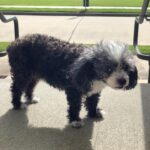 Amiyah Scott Instagram - For my 20th birthday I got a puppy, a teacup poodle, that turned out to be so much more than a pet. Bridgette was a person. If you knew her, you know what I mean. The funniest little dog I’ve ever met; my baby. 😔❤️ B was there for everything! I grew up with her, I found myself with her and sometimes she was all I had. I will remember you forever. I love you Bridgette. Rest In Peace my babygirl. She would’ve been 12 years old in a week 💔