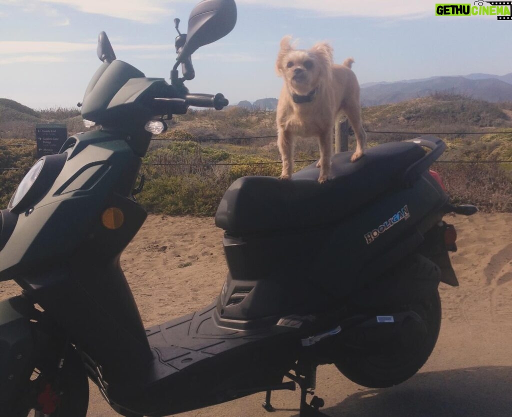 Amy Dumas Instagram - I’m saddened to make this post but…. my faithful @genuinescooters Hoolie of 10 years was stolen today. If you’re in SF keep a lookout for a matte green Genuine Hooligan. It has been registered as stolen. If you’re in the Bay Area please share. Maybe I can find her before she’s chopped and stripped 🥹 These pics are from happier days over the years. I haven’t known a life without my scoot in 15 years. I’ve put so many miles on these 2 wheels- she was a little beat up- but I wouldn’t have traded her for anything. 🥹🥹 #scooter #scooterlife #twowheels