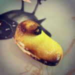 Amy Lee Instagram - UM, has anyone ever roasted a marshmallow peep before??? Because I just did and I’m pretty sure this was how they were always intended. The sugar crust caramelizes 🤯 How have I lived my whole life never thinking of this...