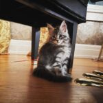 Amy Lee Instagram - Meet our new fur baby, Simon! 😻❤️ We’ve only had him 2 weeks and love him so much already!
