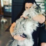 Amy Lee Instagram - Hi! So, I’m really looking forward to our trip to Mexico and South America coming up, and I’m feeling Brazil this morning. I have a request for my 🇧🇷 friends: can you share some of your favorite Brazilian music with me? There’s so much it’s hard to know where to begin, and we probably like similar things so, show me what you like! Also, our cat Simon is now enormous. A month from his first birthday and he’s weighing in at 17lbs. I always wanted a lion! 😍