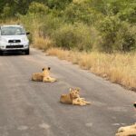 Ana Guiomar Instagram – Estamos tão viciados nisto, que foi o terceiro Safari que fizemos por aqui. 😂

Só nos falta o Leopardo… @leonardofonseca___ tem #lionconect segundo uns amigos novos americanos.