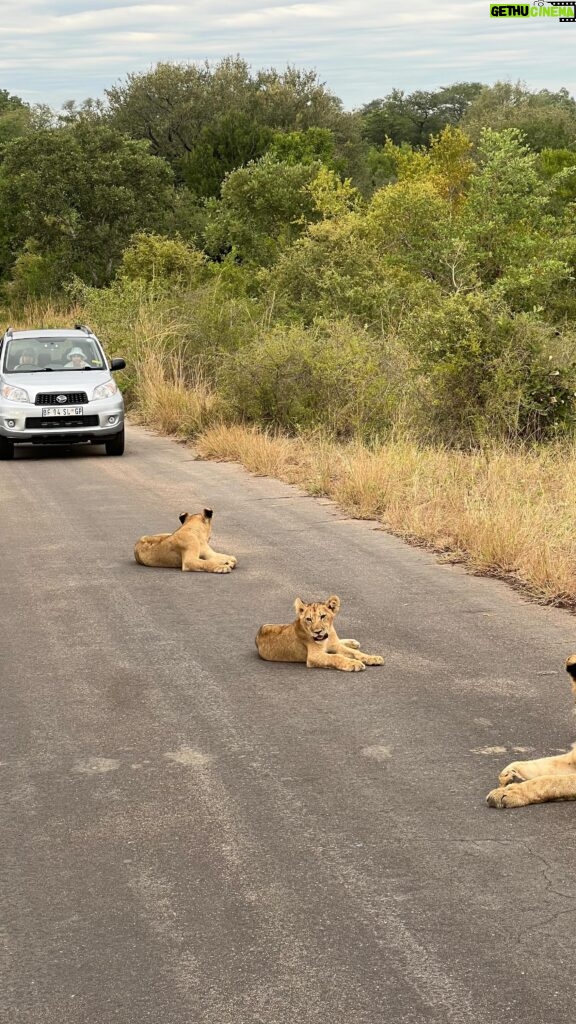 Ana Guiomar Instagram - Estamos tão viciados nisto, que foi o terceiro Safari que fizemos por aqui. 😂 Só nos falta o Leopardo… @leonardofonseca___ tem #lionconect segundo uns amigos novos americanos.
