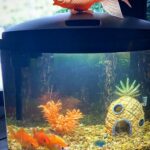 Ana María Polo Instagram - Les presento a Sushi and the Gang 🐡 🐡🐡🐡 Un regalo de mi hermano. Llegaron pequeñitos y en un florero. Ya tienen una casa más grande y hasta la piña de Bikini Bottom cómo en @spongebob 🍍 #HeDicho #CasoCerrado #AnaMariaPolo